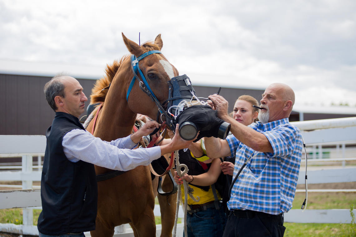 Renaud Léguillette, far left, is the inaugural Calgary Chair in Equine Sports Medicine established by the University of Calgary Faculty of Veterinary Medicine. It further enables his research which is exploring exercise physiology and performance and respiratory function of racehorses.