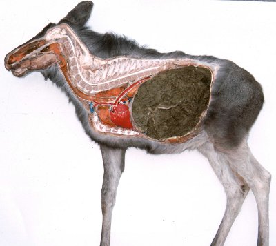 Caribou Anatomy