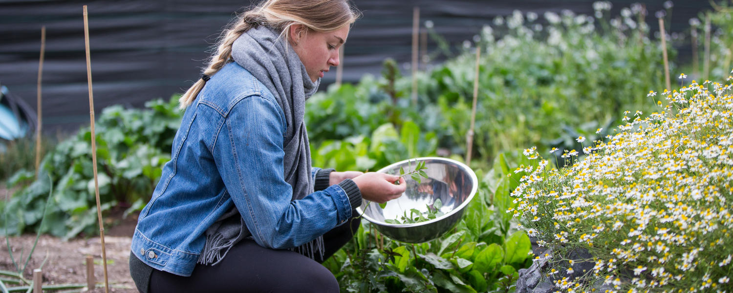 Edible Gardens Case Study | SUSTAINABILITY | University Of Calgary