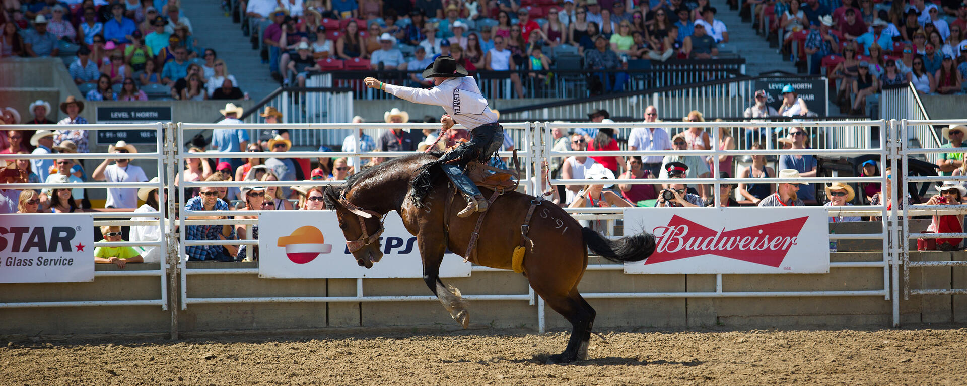 Calgary Stampede rodeo horse and rider