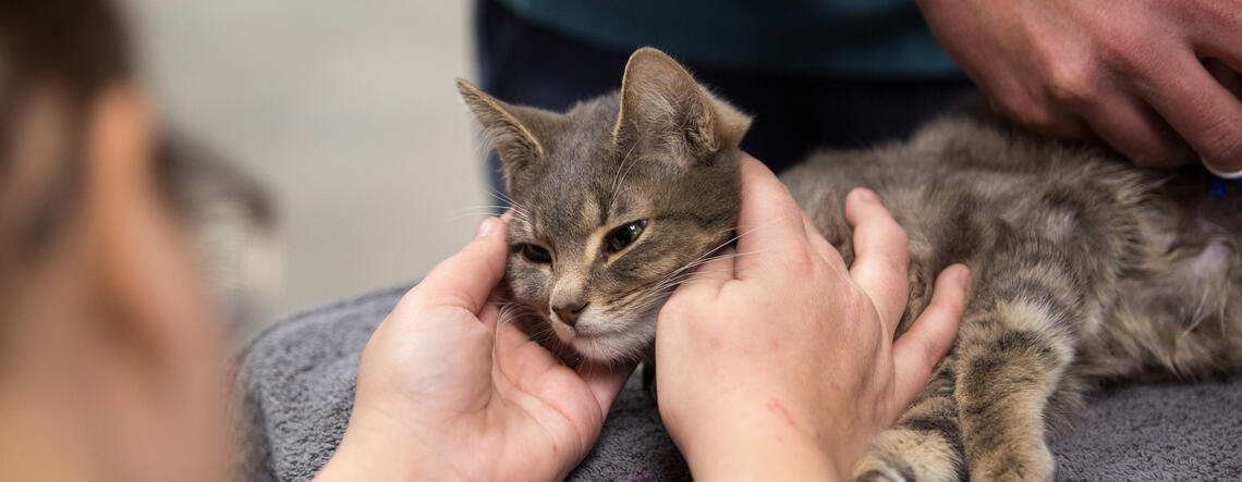 The University of Calgary Faculty of Veterinary Medicine (UCVM) partners with the Calgary Urban Project Society (CUPS) to host free veterinary clinics for pets of people living below the poverty line.
