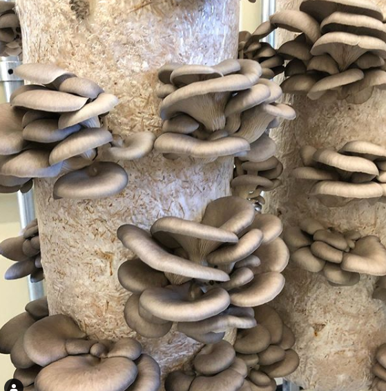 mushroom tubes