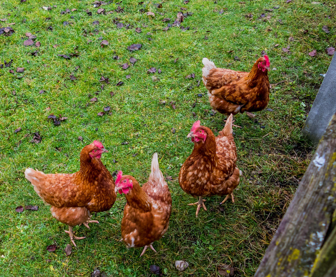 Four brown chickens standing on grass