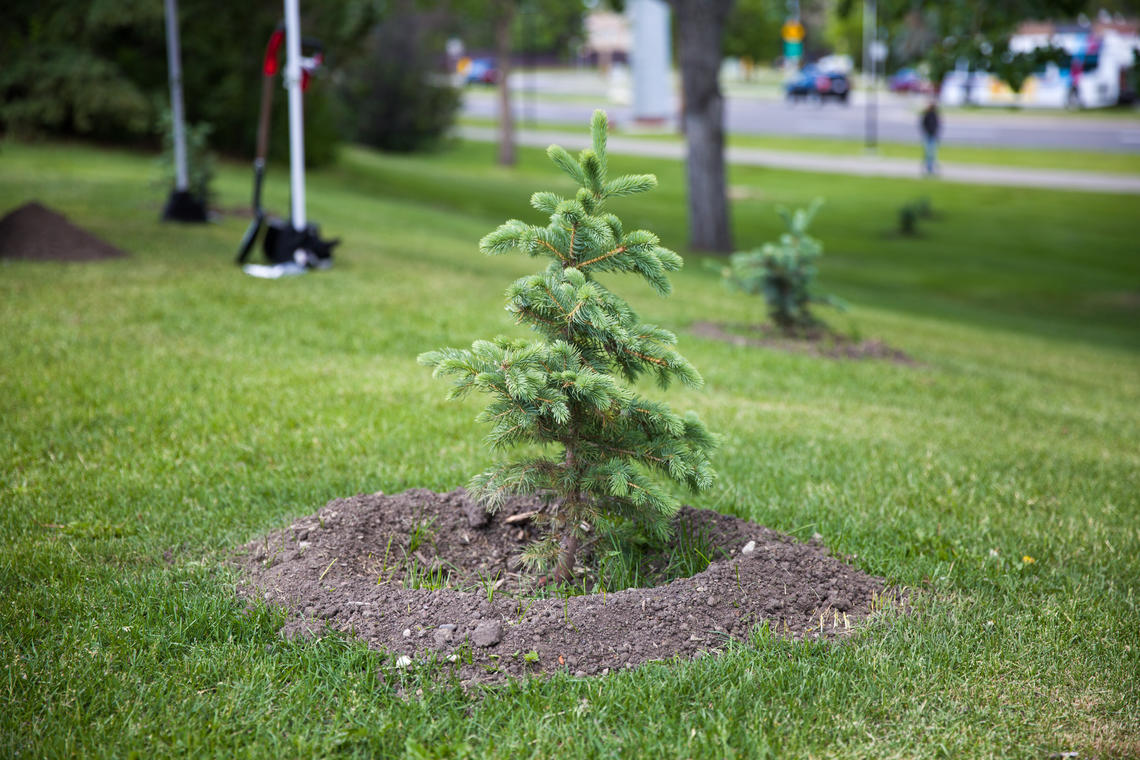 Tree Planting