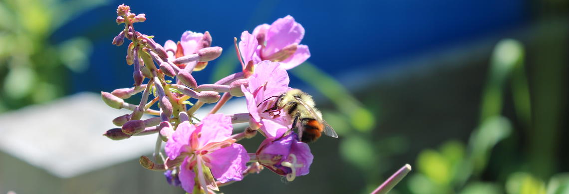 Bee sits on pink flower in campus community garden