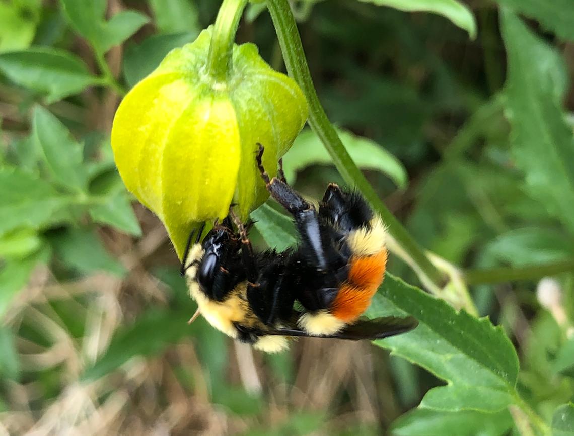 A bee on a flower