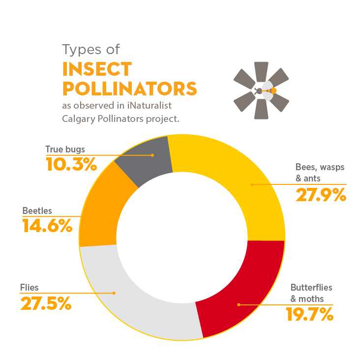 Insect pollinators observed on iNaturalist. 10.3% True bugs, 27.9% bees, wasps and ants, 19.7% Butterflies and moths, 27.5% flies, 14.6% beetles.