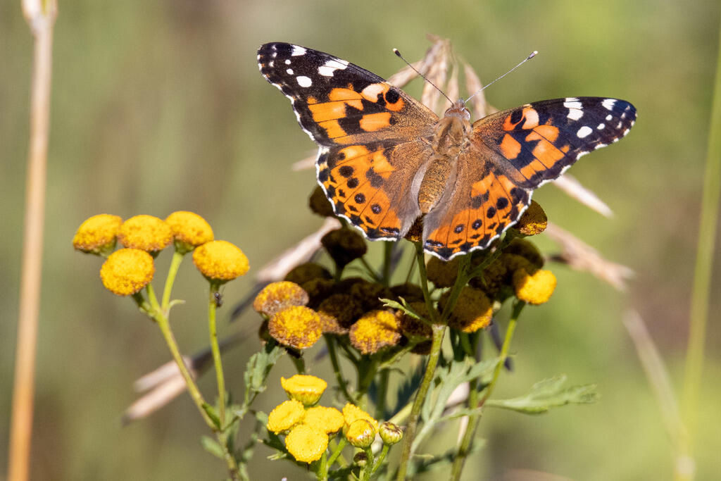 Painted Lady butterfly