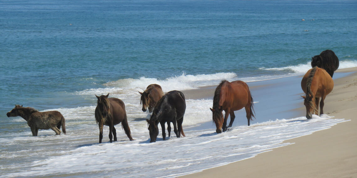 A group of horses on the beach