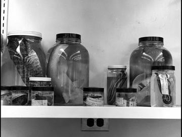 Biological specimens in jars, including fish and snakes, at the Environmental Science Centre in Kananaskis Country, 1966.