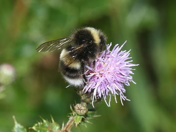 Cryptic Bumble Bee