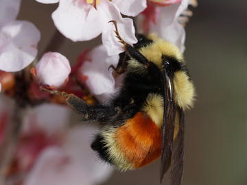 Hunt’s Bumble Bee