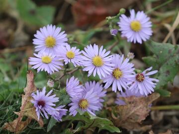 Smooth Blue Asters