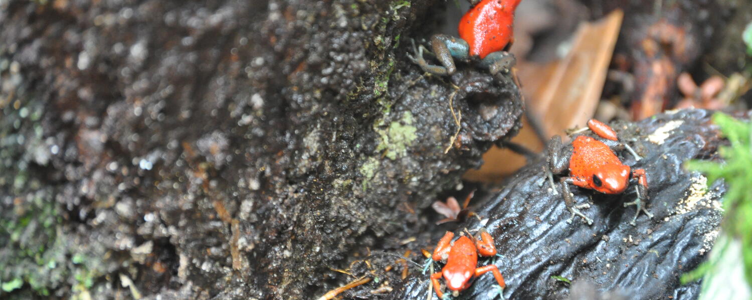 Jungle Tree Frogs