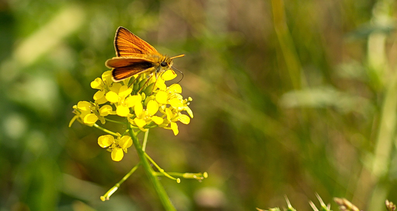 Decortative image of an Essex Skipper. Photographed by Andrew Hart (agh12398)