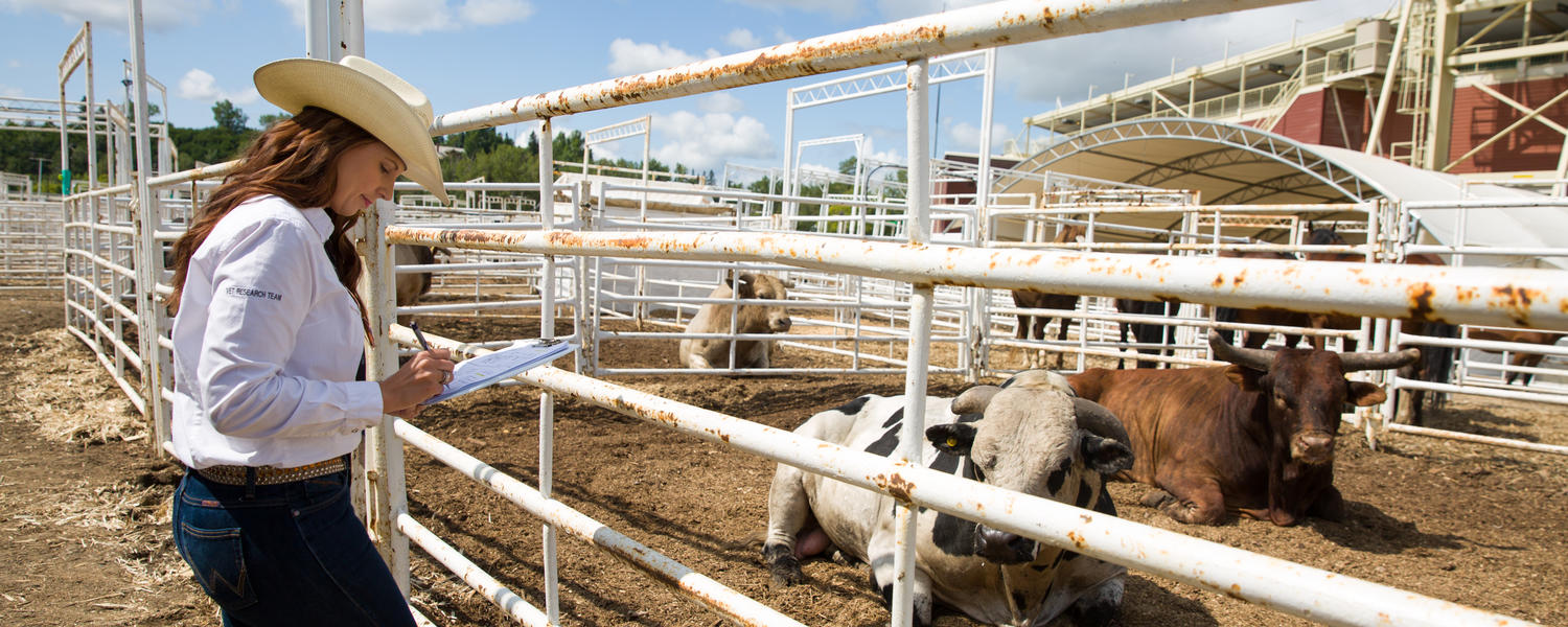 Dr. Ed Pajor, PhD, professor, University of Calgary Faculty of Veterinary Medicine (UCVM), and Anderson-Chisholm Chair in Animal Care and Welfare, is studying the welfare of bucking bulls at the 2019 Calgary Stampede. 