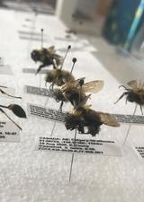 Bug research: undergrads catalogue Calgary’s insects