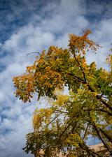 fall trees on UCalgary's main campus