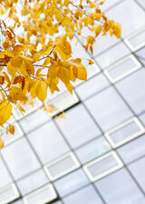 fall leaves on MacKimmie Tower