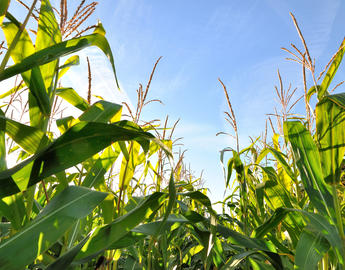 green corn leaves and inflorescence by Boulanger sandrine