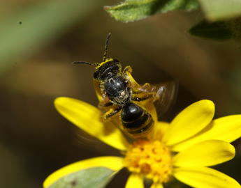 Image of a bee on a yellow daisy flower