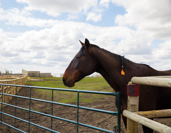 A horse near the edge of a fence