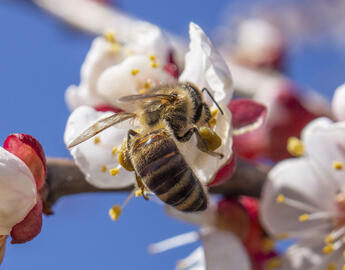 Bee on a flower