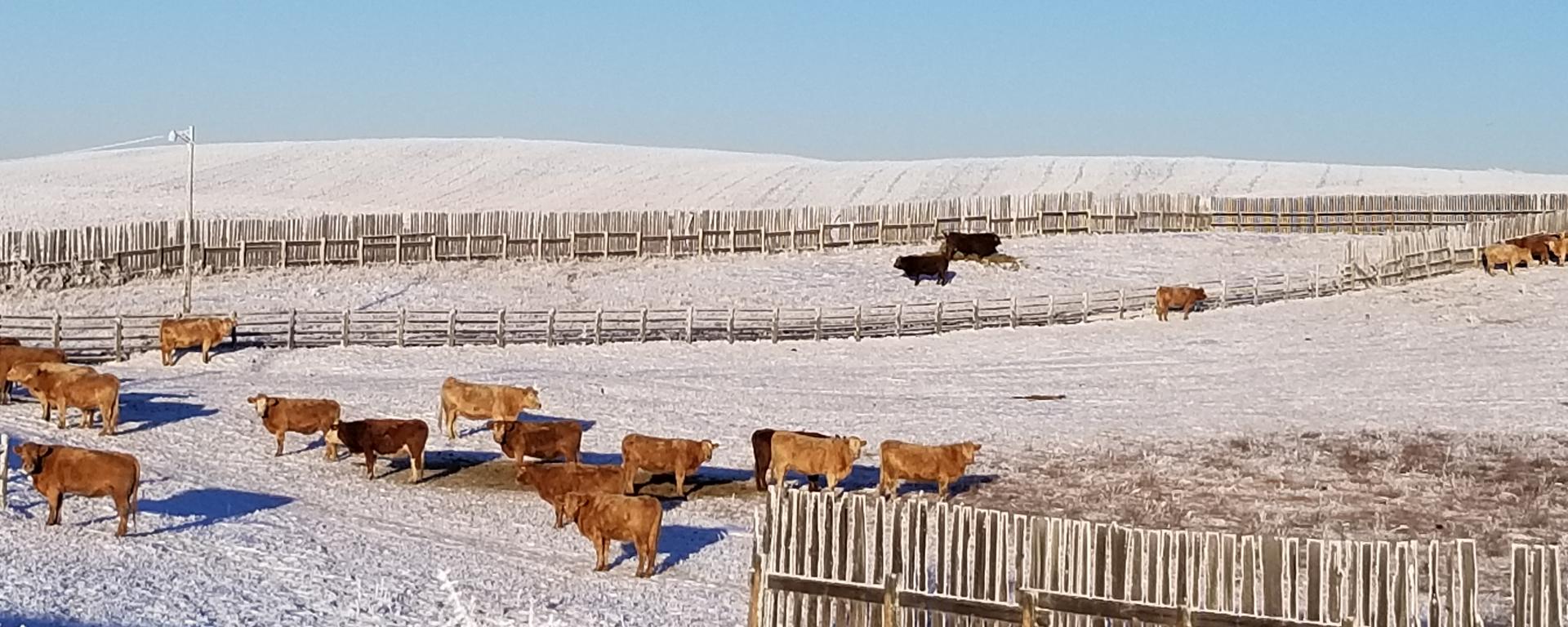 Alberta beef cattle operation in winter