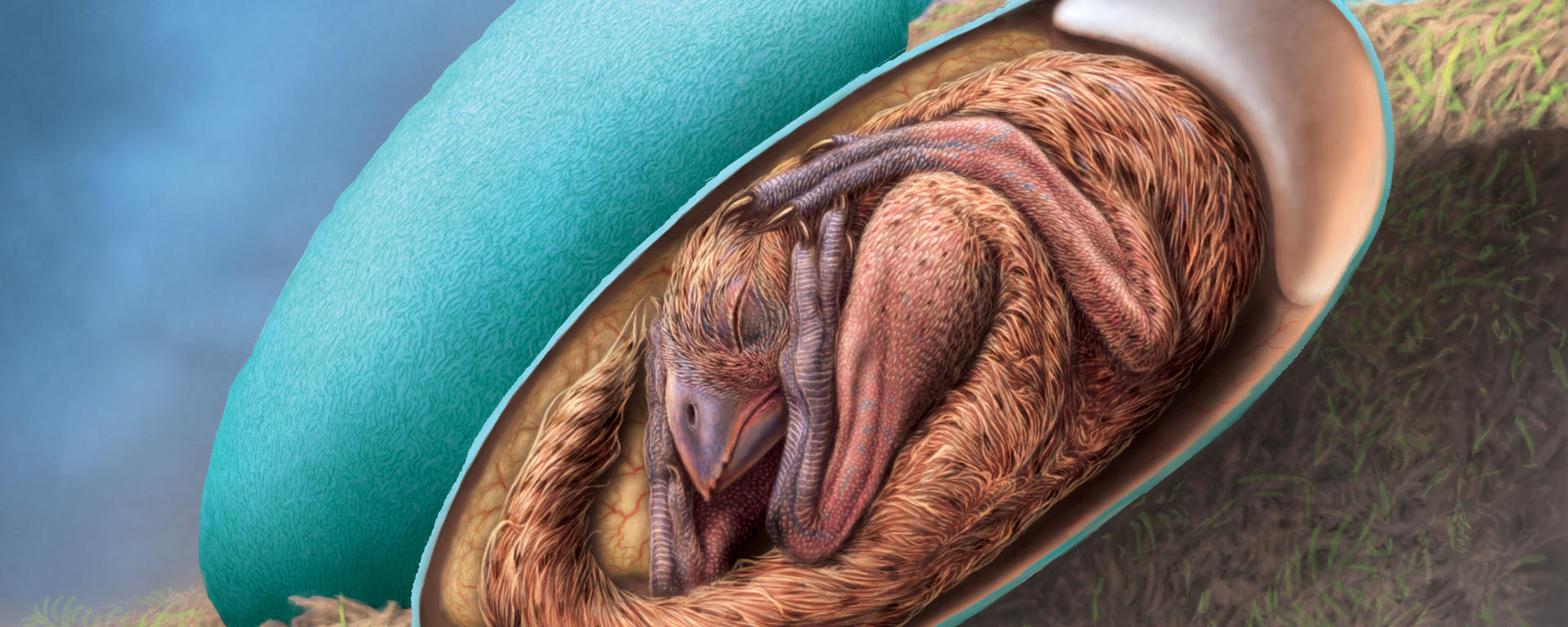 Artist's reconstruction of baby oviraptorid in its egg