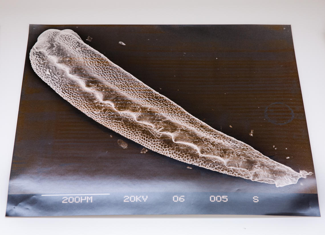 A cross-section of a conodont, which occur in almost any marine rock across the world, from China to Iran to the Arctic. 