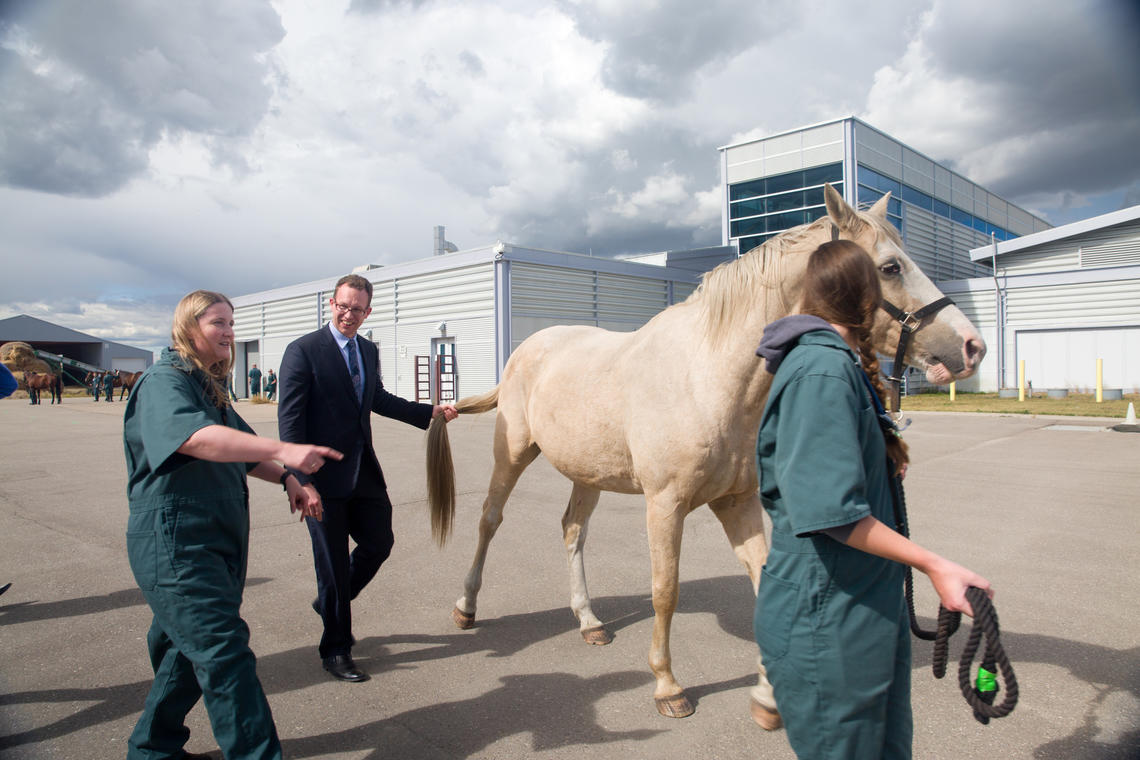 Minister Schmidt learns about what's known as the "tail pull," part of diagnostic testing for equine neurological disorders, during his tour of the Faculty of Veterinary Medicine facilities. 