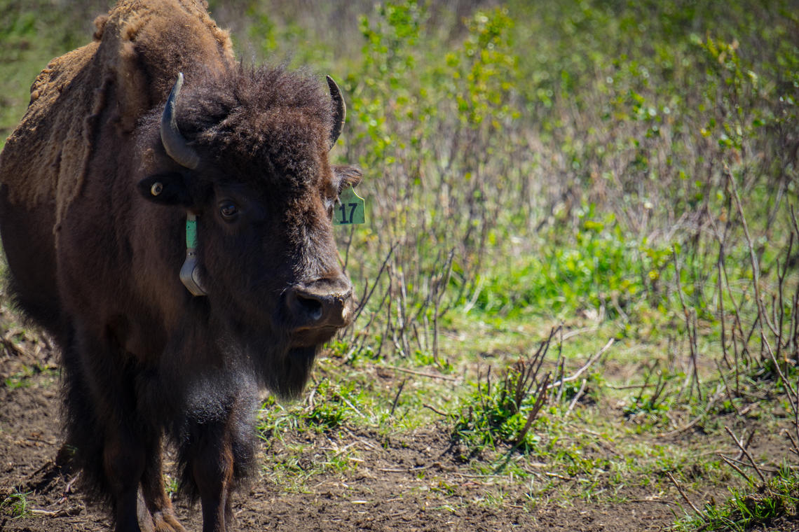 In the first phase of a long-term study, University of Calgary researchers will monitor the wild bisons' impact on vegetation. Bison #17 takes a break from grazing in the soft-release pasture located in Banff’s Panther Valley.