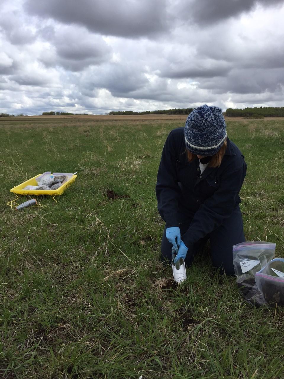 Cow feces samples are being collected at 20 cattle ranches across Western Canada as part of the parasitic roundworm study.