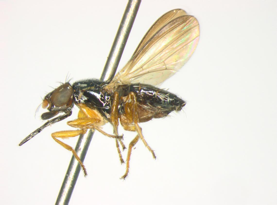 This new-to science fly is one of the 26 species found in Costa Rica.