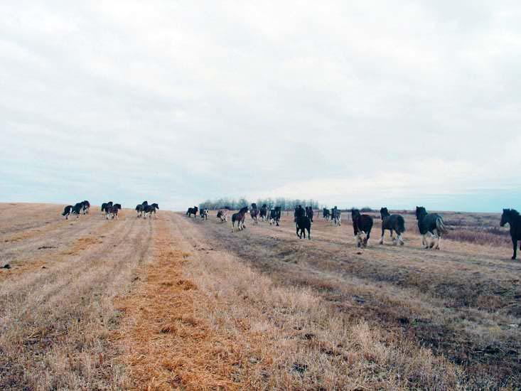 The Clydesdales did not hang around to take credit for the damage — instead they made a hasty exit as soon as the team of researchers and volunteers returned.