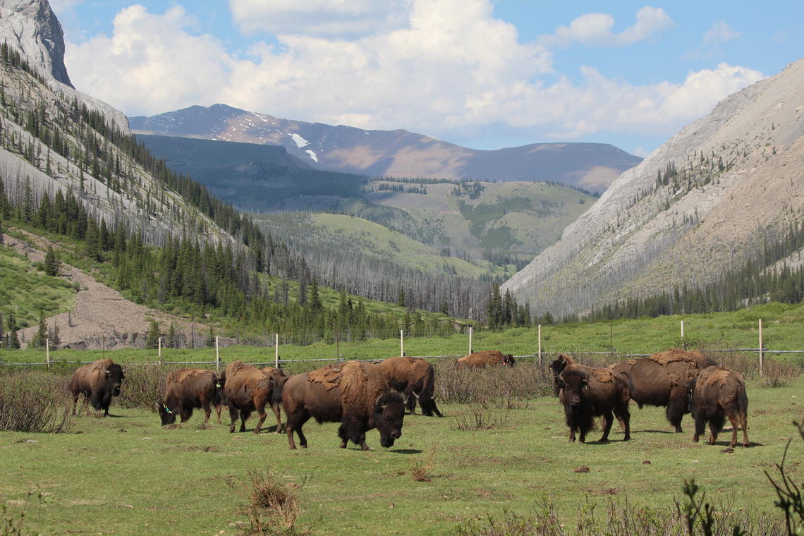 Banff’s bison graze within the soft-release pasture located in the Panther Valley.
