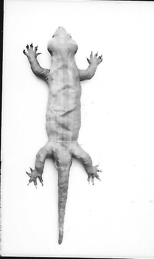 This giant gecko specimen was first noticed in 1979 in the basement of the Musee d’Histoire Naturelle in Marseille.