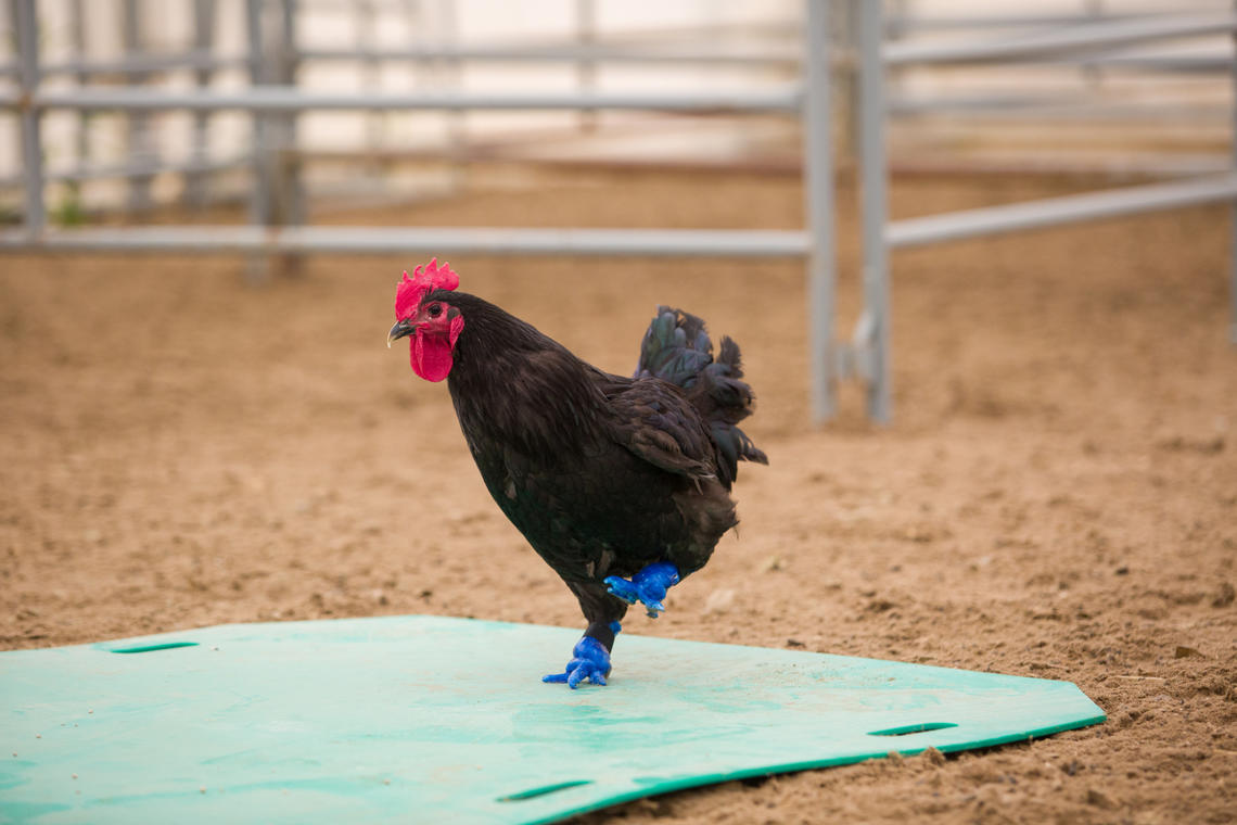 Frostbite left Foghorn the rooster without his feet. University of Calgary researchers engineered 3D-printed prosthetic feet, allowing him to walk again. 