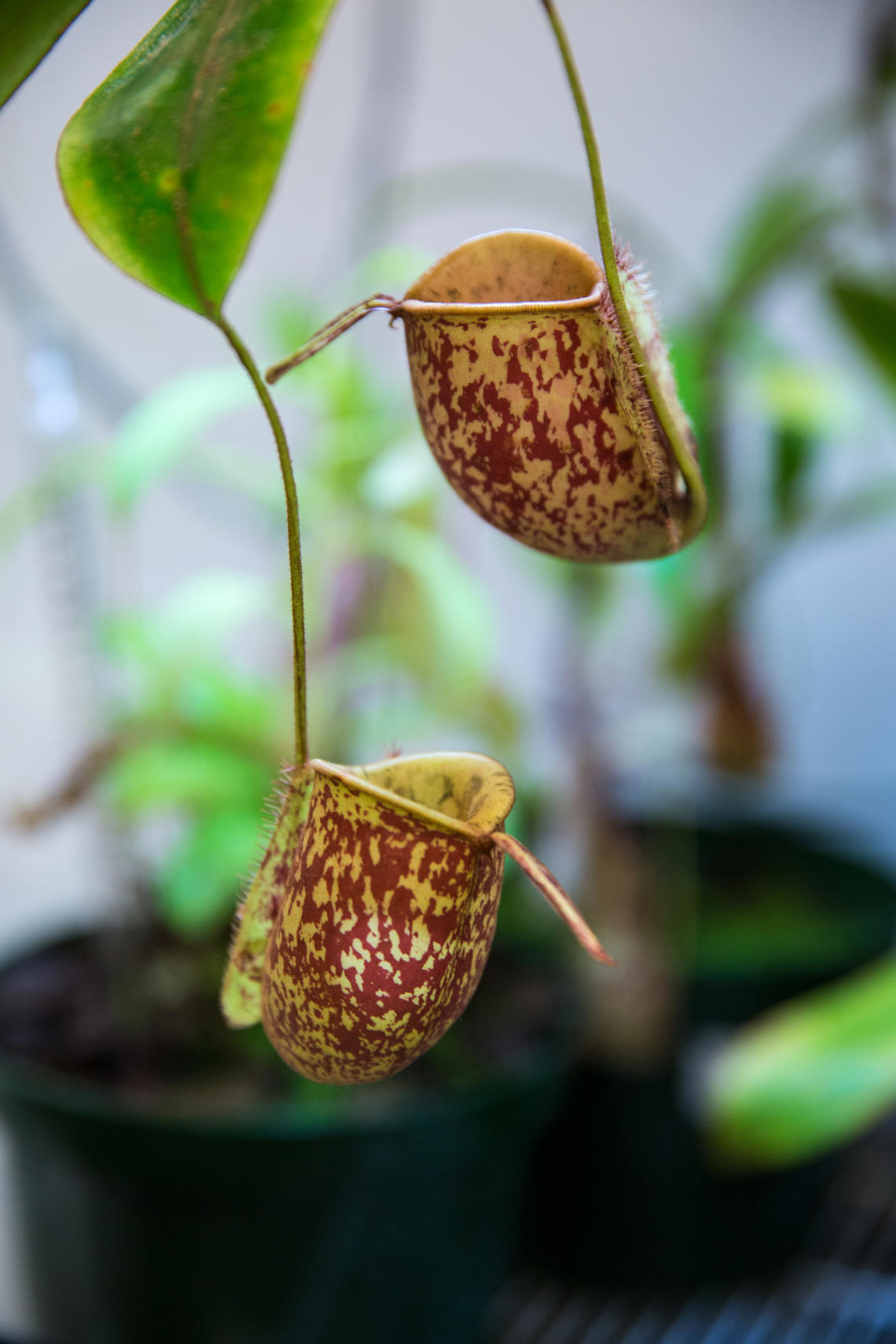 David Schriemer is studying whether the enzyme blend in a species of tropical pitcher plant could be developed into a pharmaceutical product to help people with gluten intolerance. 