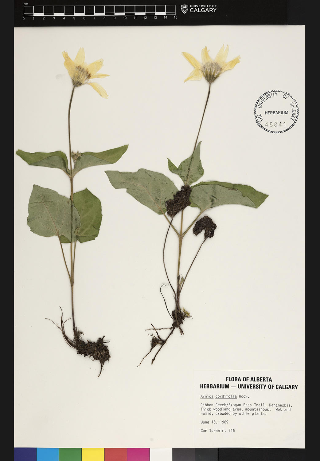 The heart-leaved arnica (Arnica cordifolia 'Hooker') is one of the species represented in the online collection. 