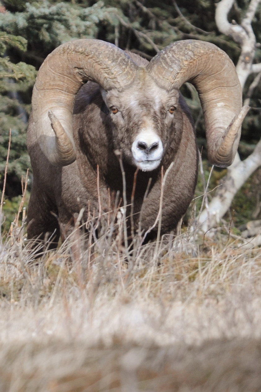 World record bighorn sheep captured researcher's heart News