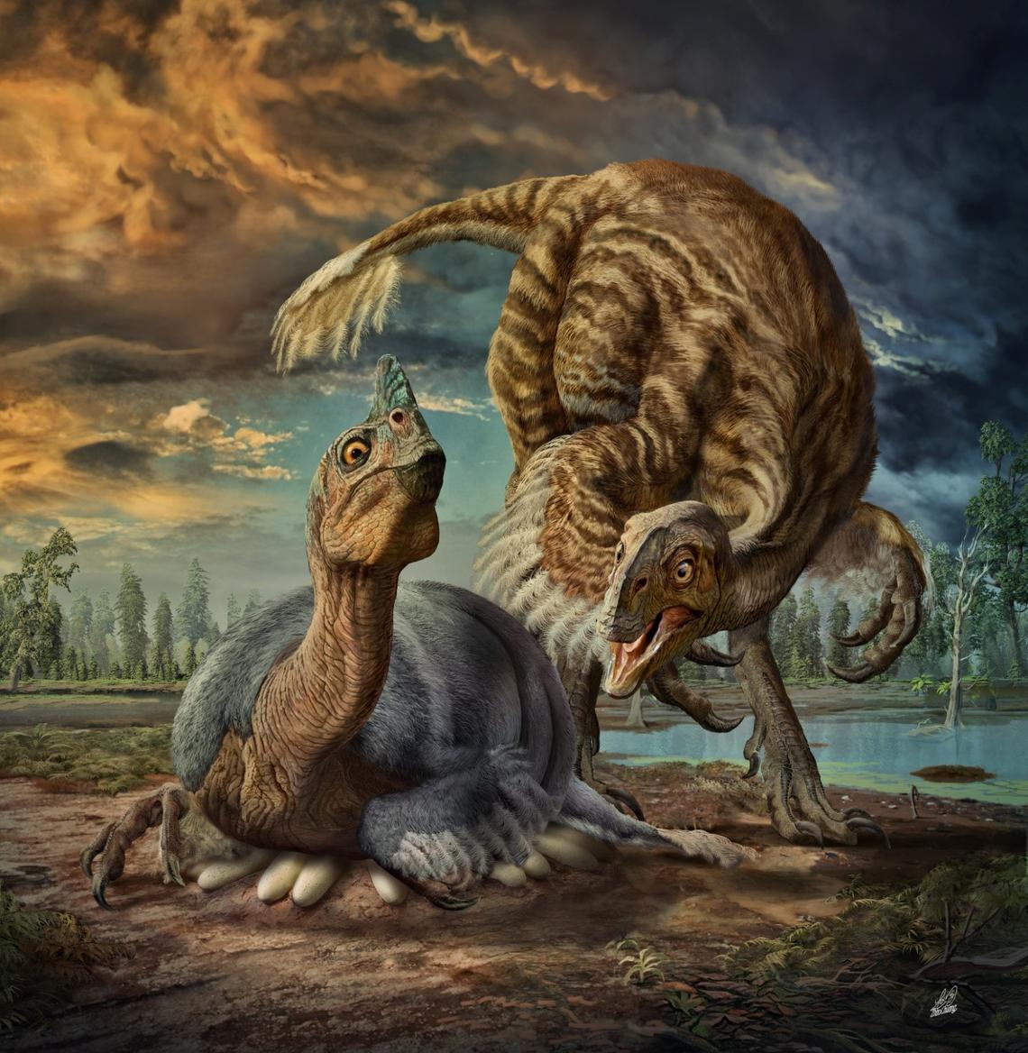 A nesting gigantic cassowary-like dinosaur named Beibeilong in the act of incubating its eggs.