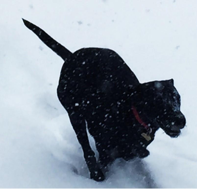 Boomrang, the family's only slightly obedient Labrador retriever.