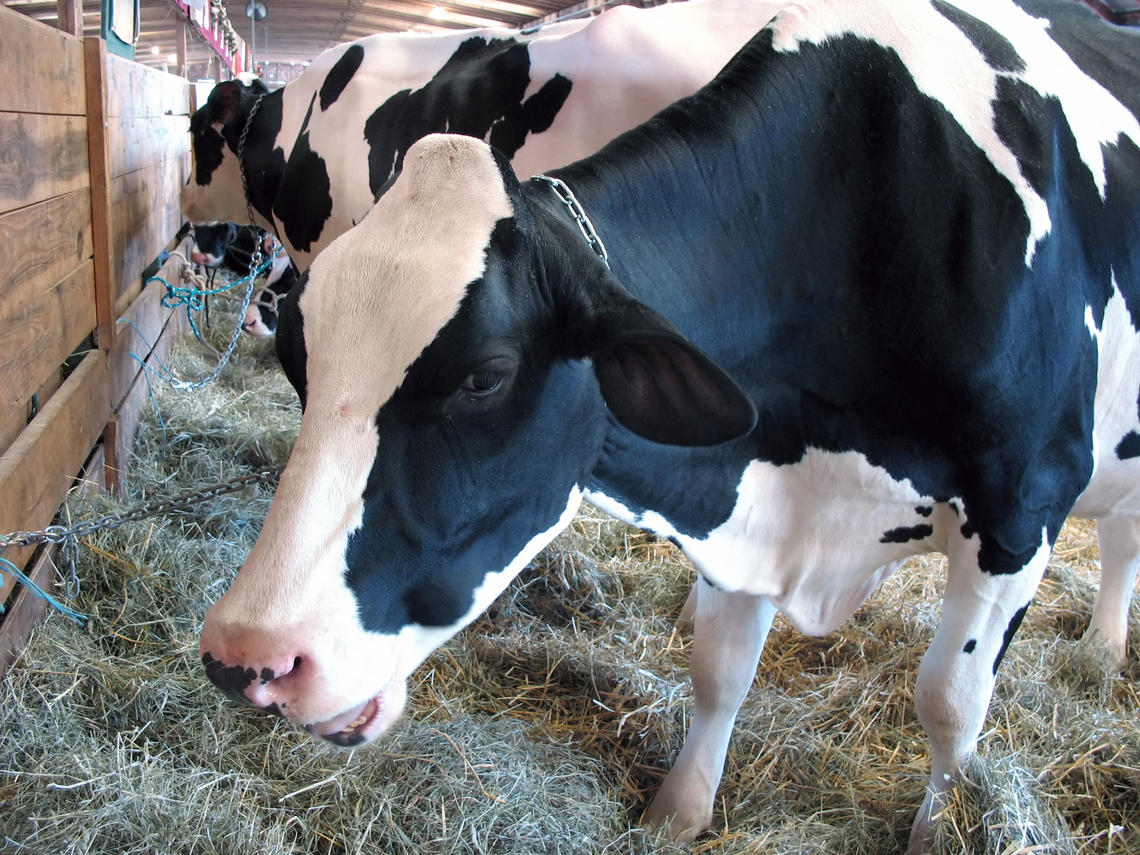 Veterinary medicine researchers are part of a new project funded by Collaborative Research and Training Experience Program (CREATE) to reduce udder inflammation in cows.