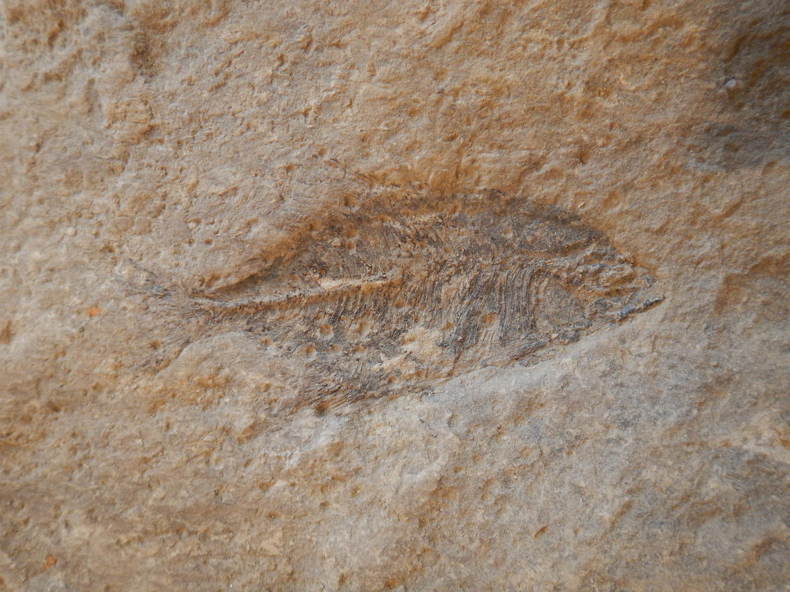 Close up of one of the fish fossils discovered.