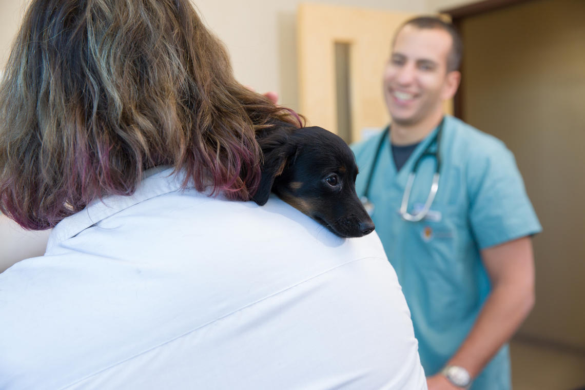 Izzy the puppy charms Faculty of Veterinary Medicine instructor Serge Chaloub. 
