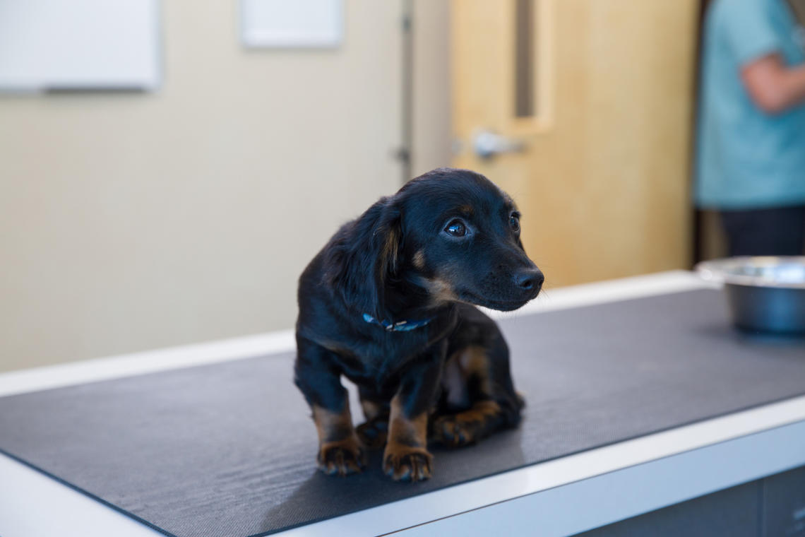 Izzy, a Chihuahua dachshund cross, receives care at one of six free clinics the Faculty of Veterinary Medicine offered for low-income Calgarians.