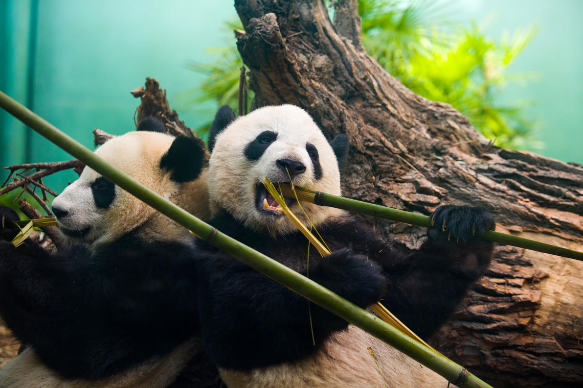 Will a baby giant panda (or two) be born later this year at the Calgary Zoo? The pregnancy watch is on, so stay tuned.  Photo by Riley Brandt, University of Calgary. 