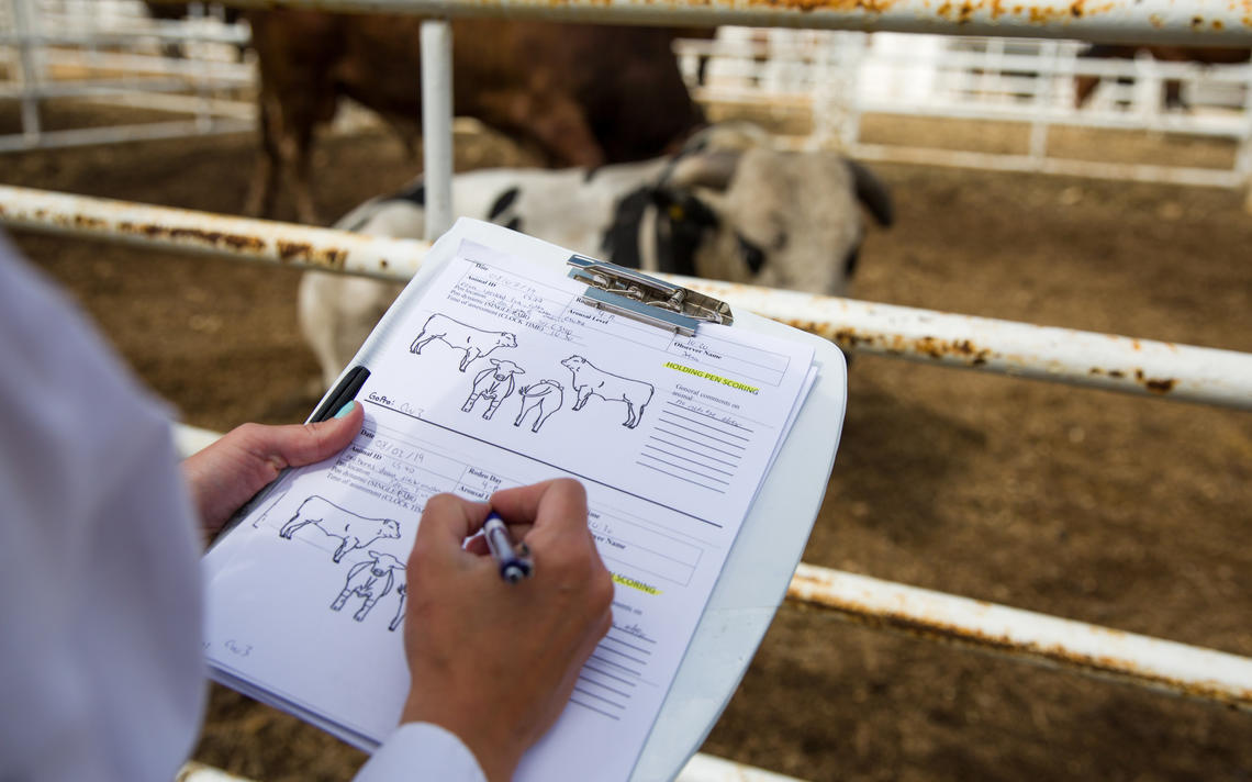 The research team tracks a daily time budget for each bull to see how the animals spend their days.