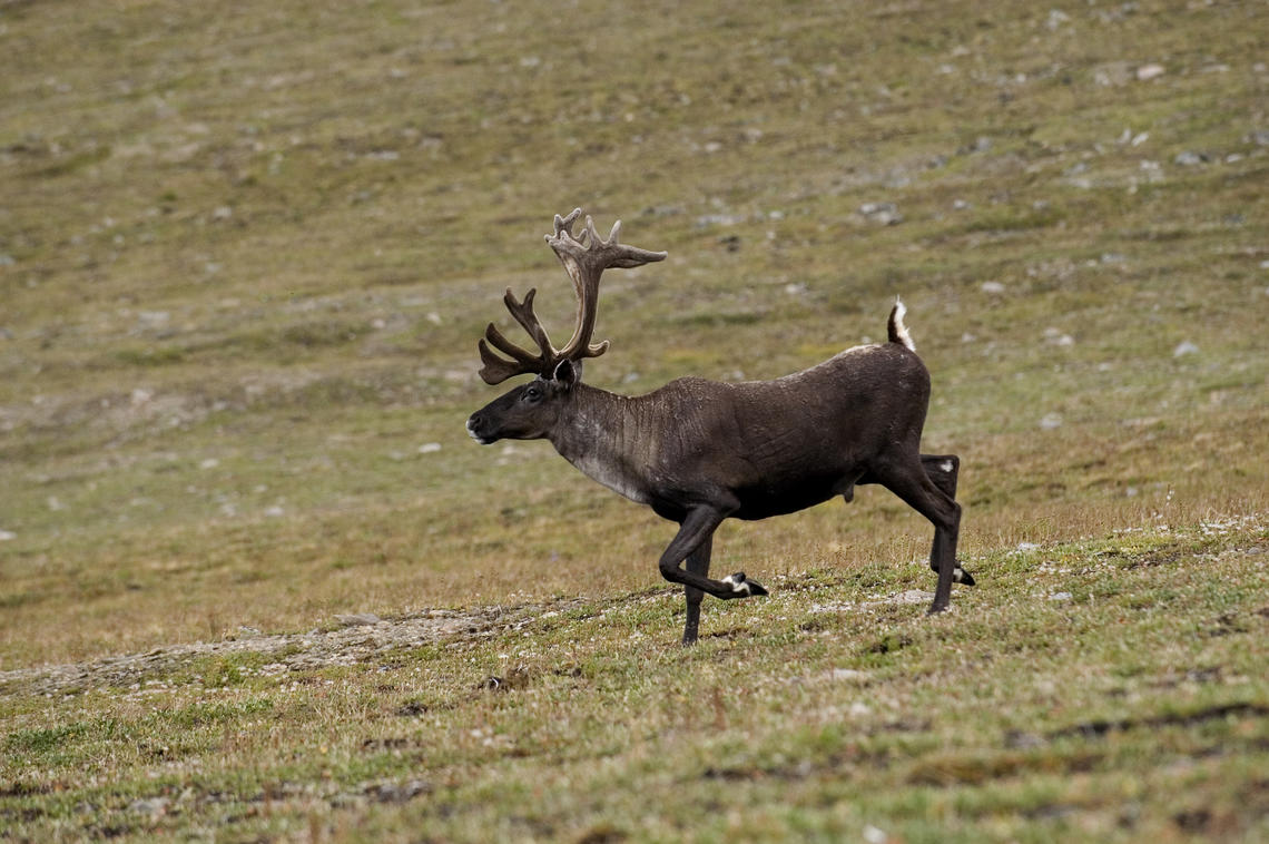 A five-year international study led by Faculty of Science biologists has identified a natural mechanism in caribou that preserves and ensures long-term genetic and behavioural diversity of the species in various habitats across western North America, from Alaska to the Southern Rockies. Photo by Mark Bradley 